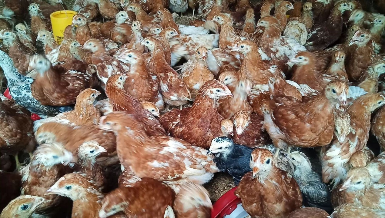 chicken farm