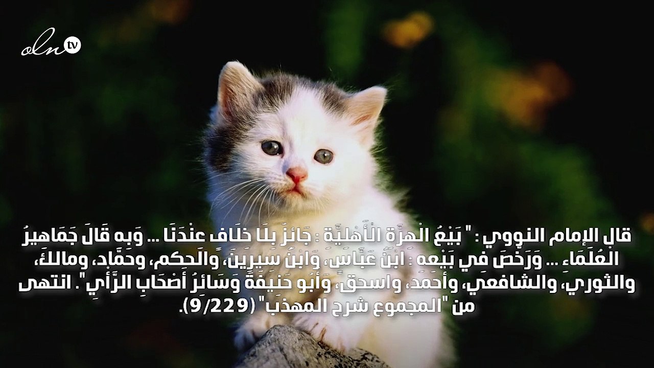 حكم شراء القطط