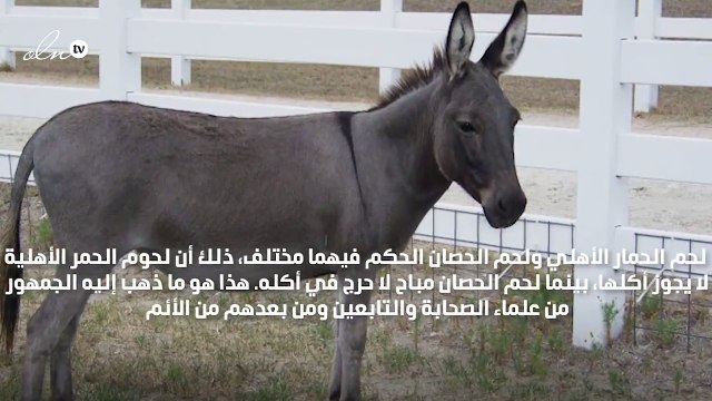 حكم أكل لحم الحمار