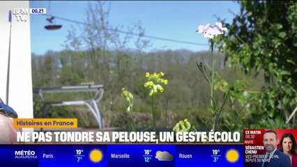 Ne pas tondre sa pelouse permet de préserver la biodiversité