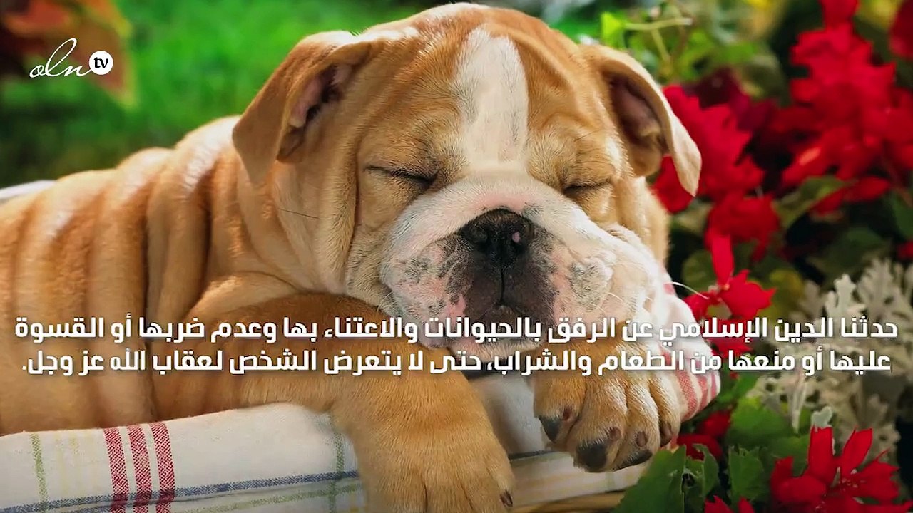 حكم اقتناء الكلاب