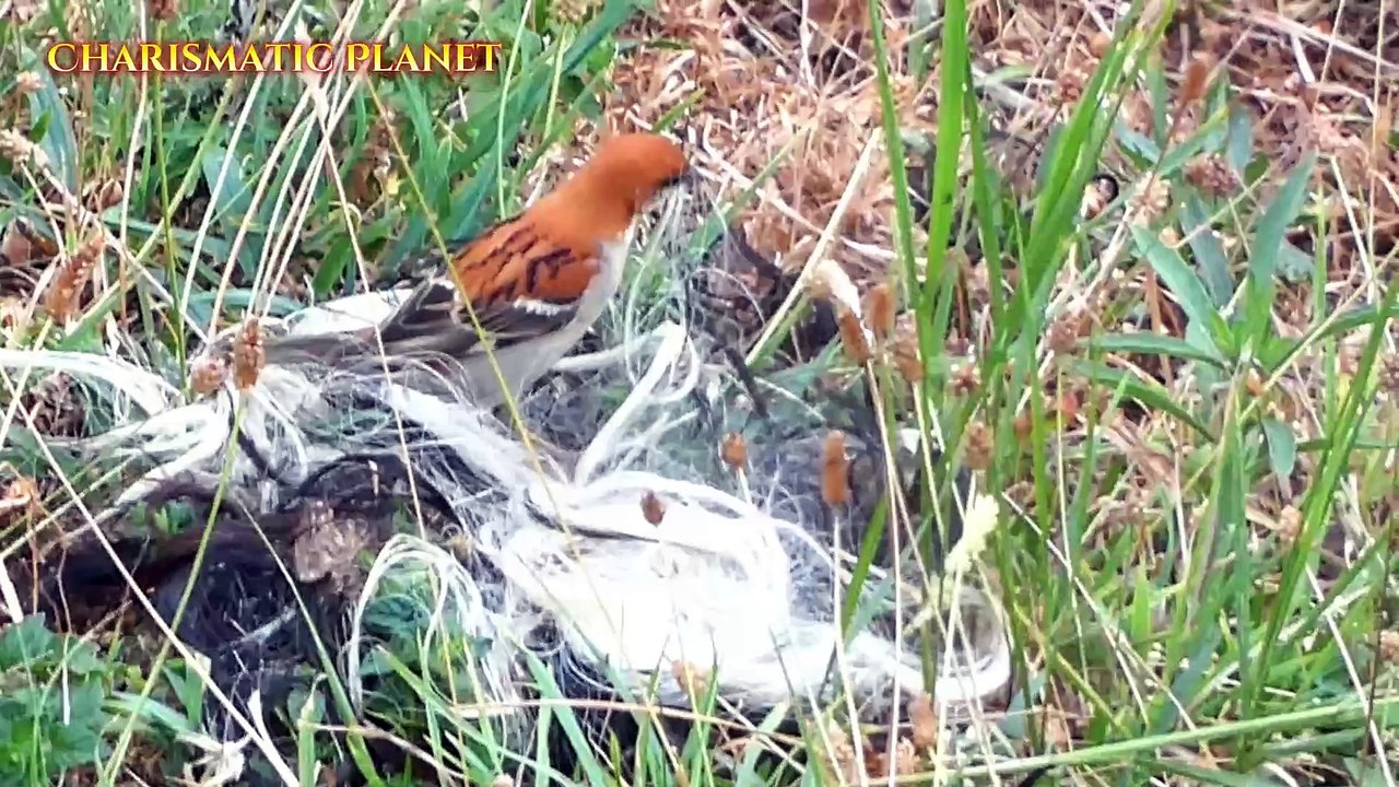 Cinnamon Sparrow for CP 07 April 2025