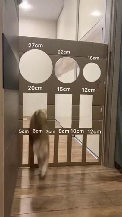 Cat Cute Jump