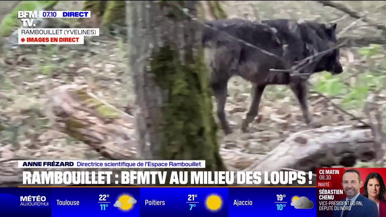 "Le loup est méconnu encore aujourd'hui":  Le public peut désormais observer des loups à l'Espace Rambouillet, parc animalier situé dans la forêt domaniale