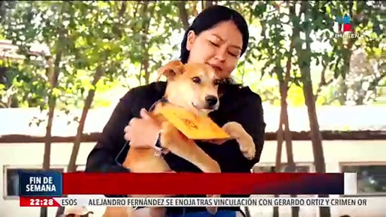 ¡Adopta, no compres! El Gobierno CDMX promueve la adopción de mascotas con el Adoptatón