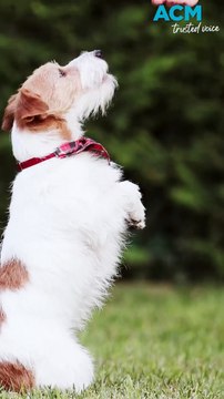 Collar-mounted ‘lie detector’ aims to solve pet over-feeding