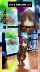 Try Not Laugh Funny Cat Moment