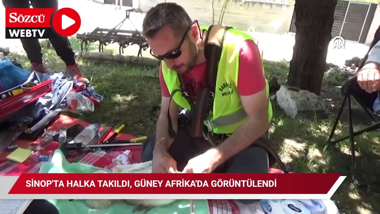 Kıtalar arası yolculuk: Sinop'ta halka takıldı, Güney Afrika'da görüntülendi