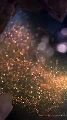 تعرفي معنا على التركيبة غير المسبوقة لمستحضرات ESSENCE OF GOLD STURGEON للعناية بالبشرة