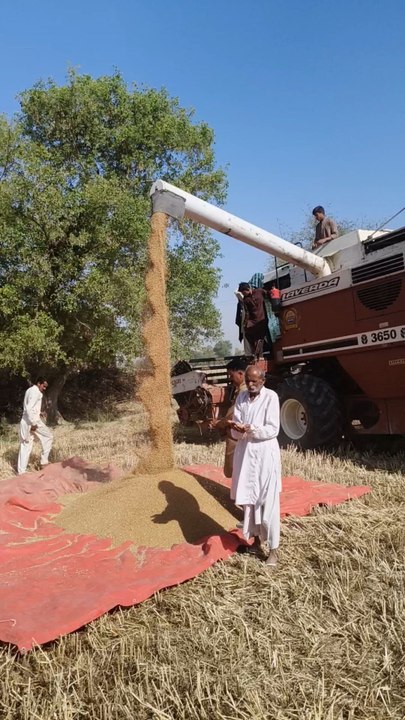harvest wheat 🌾 - video Dailymotion