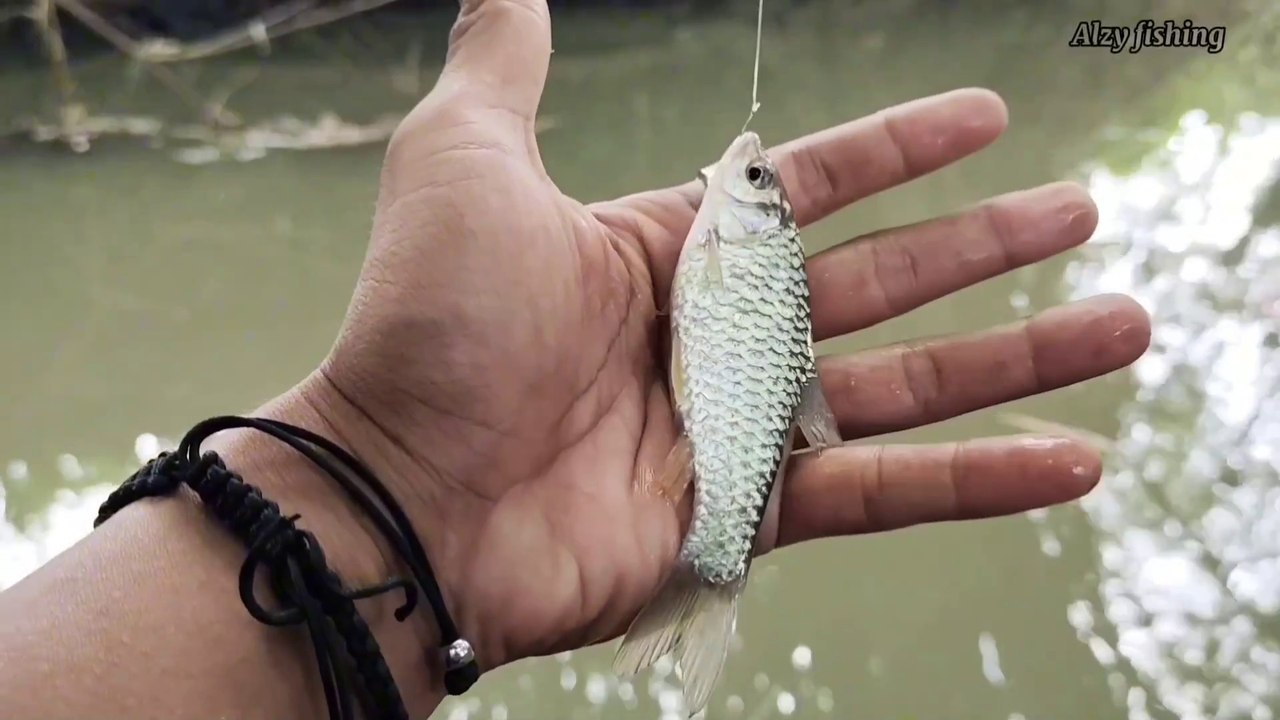 Mantap !! Mancing Ikan Umpan Turun Langsung Strike Ikan Wader Babon Sungai