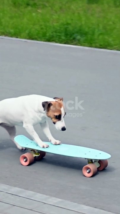 Jack Russell Terrier dog rides a penny board in the park.