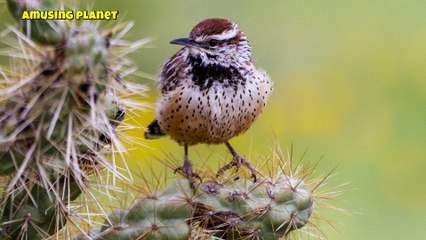 Discover the Unique Call of the Cactus Wren 🐦