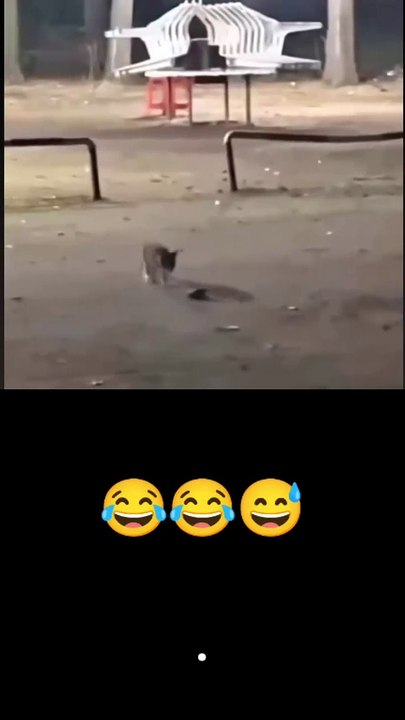 😂🤣