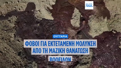 Ουγγαρία: Συγκλονιστικές εικόνες από την ταφή βοοειδών - Φόβοι για μόλυνση της περιοχής