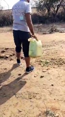 Viral Video of driver offering water to cheetahs in MP sparks debate, driver suspended