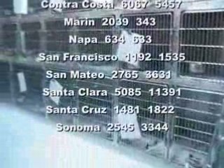 500,000 Animals Euthanized in California a Year!