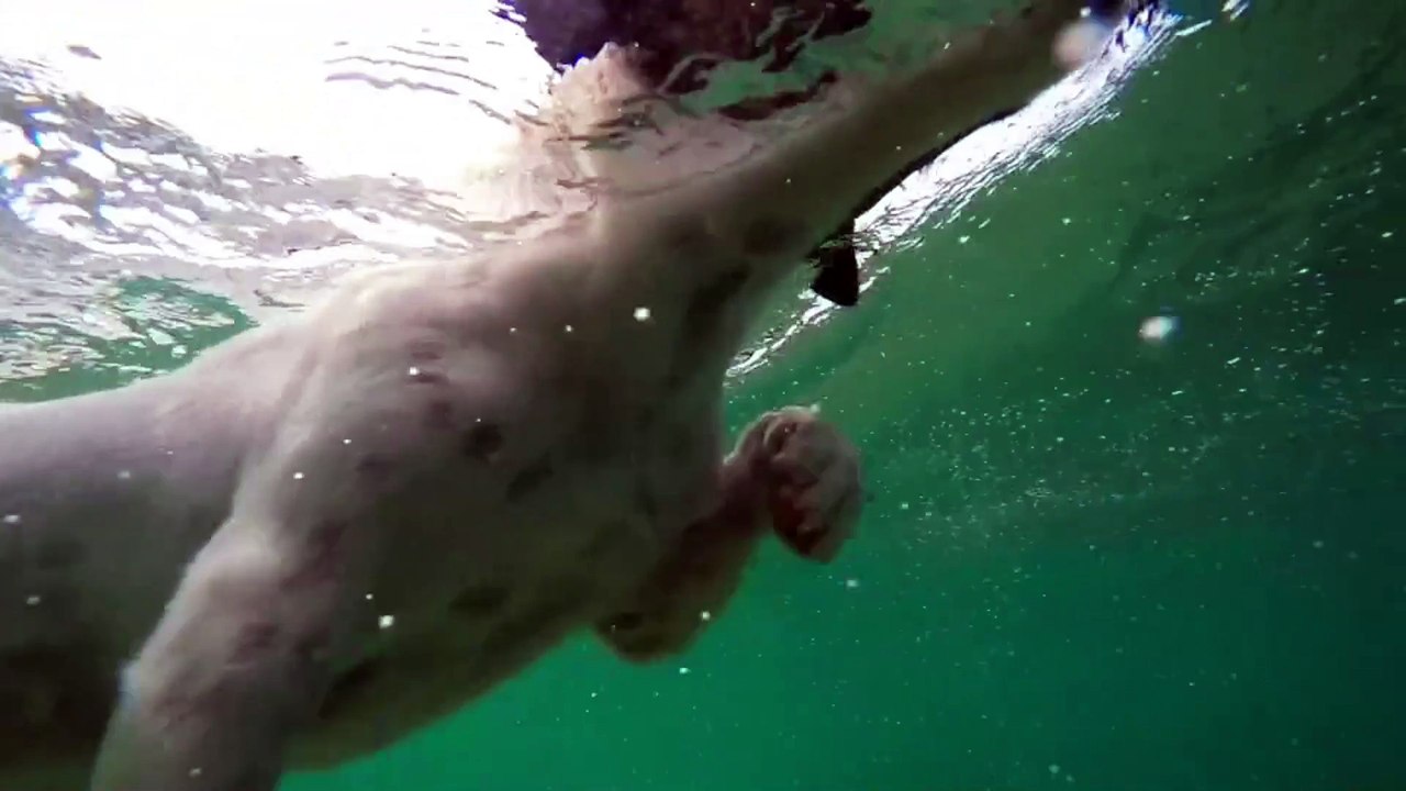 Dog showing her skinless under the water to stop breathing