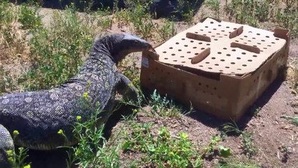 Unbelievable Lizard Finds Rabbit Hiding, Eats Rabbit