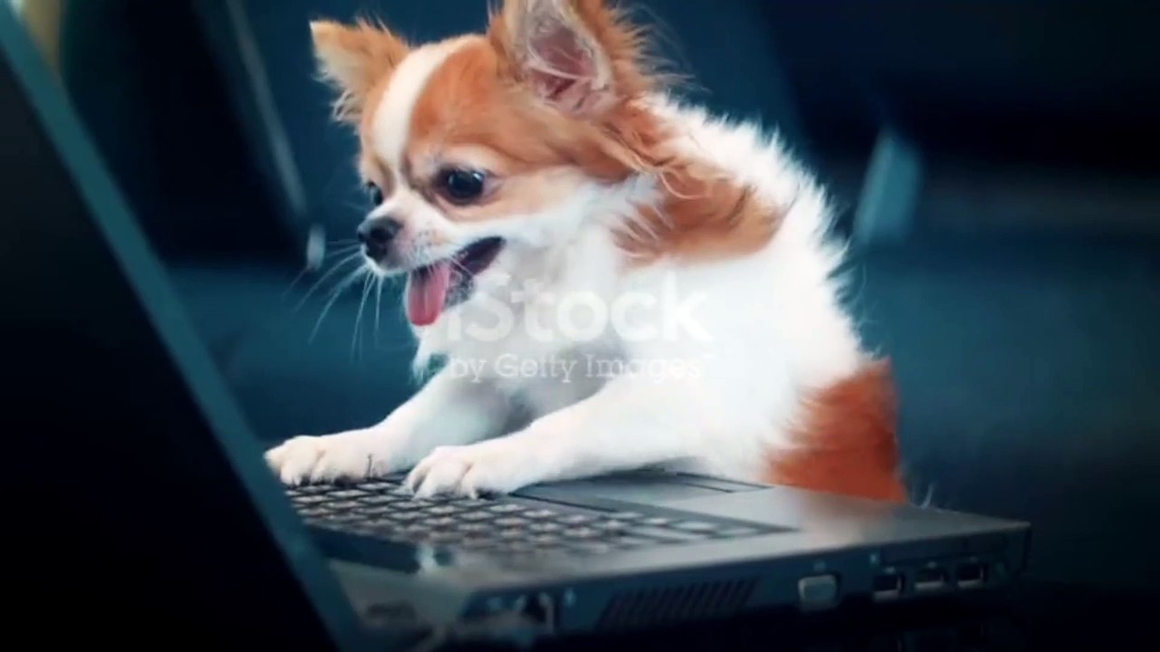 Puppy complete his task on laptop.