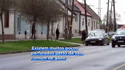 Frebre aftosa: resíduos da decomposição de animais ficam expostos e geram preocupação