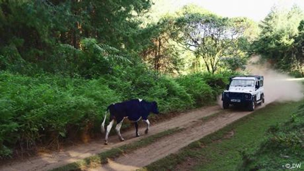Could a new highway divide Kenya's Aberdare national park?