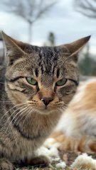 This Cat Just Took Over the Internet