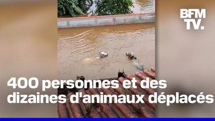 Inondations au Brésil: des vaches emportées par les eaux