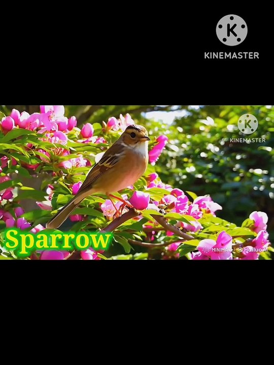 Learn Animal Names