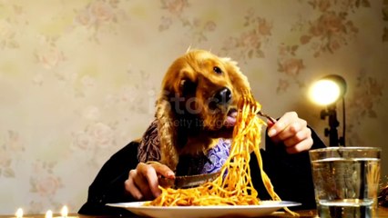Elegant dog eating with human hands .