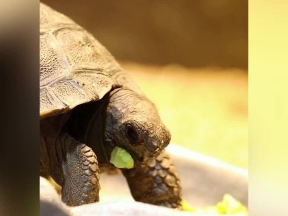 100-jährige Eltern: Riesenschildkröten schlüpfen aus dem Ei
