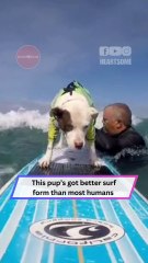 This Dog Is Probably the Most Confident Surfer Ever