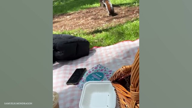 Funniest ANIMAL Videos 2025! 🤣99.9% Can’t stop laughing at these animal -