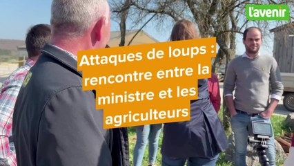 "Dix attaques de loups en sept mois" : Les agriculteurs de Namur sortent les crocs et interpellent la ministre Dalcq