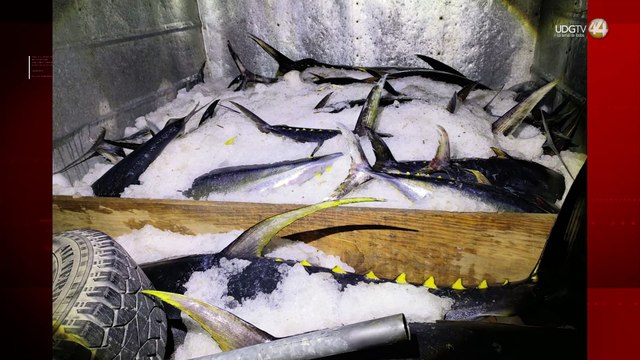 Aseguran más de 800 kilos de atún, presuntamente ilícito, en Puerto Vallarta