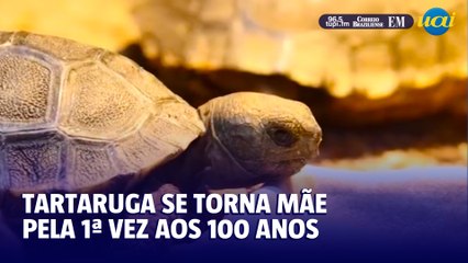 Tartaruga Milagrosa se Torna Mãe pela Primeira Vez aos 100 Anos 🐢
