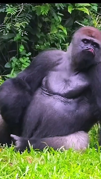 when gorilla want to make lovebut !❤️it's so funny #animals_rise #gorilla #viral #zoo #shorts #zoo #animalkingdom