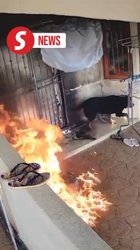 Unhinged extortionist syndicate uses petrol bombs