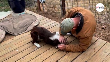Border collie vuelve a ver a su rescatador: su reacción sorprende a todos (Vídeo)