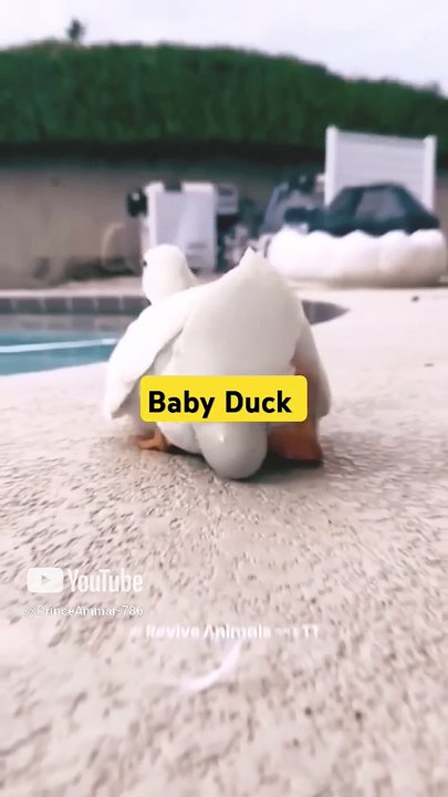Rescue Baby Duck