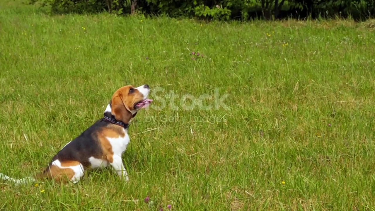 Doggy jump up and hit soccer ball by chest, then pursue it, slow motion shot