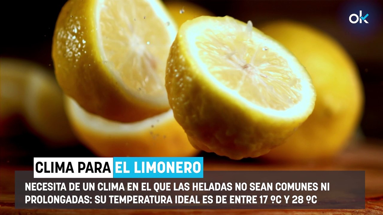 Ni abono ni cáscara de plátano: el truco de los jardineros para que el limonero crezca en menos de un mes