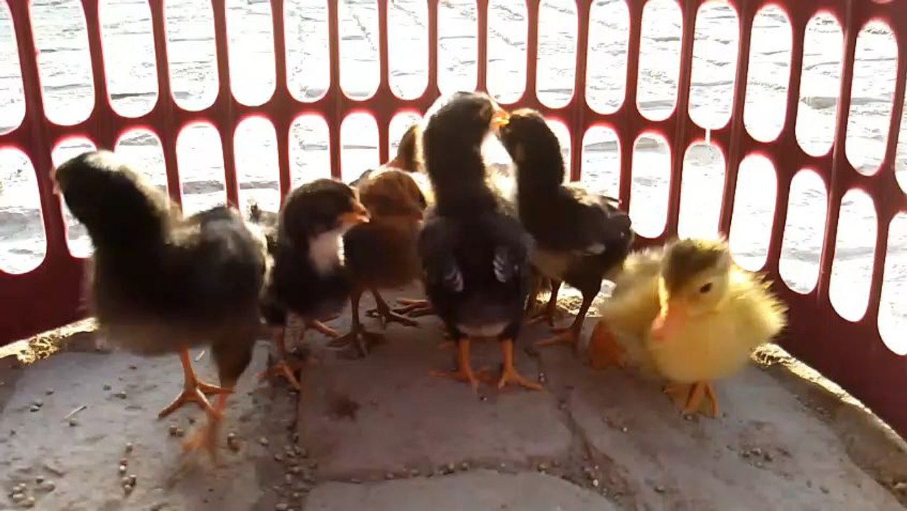 Chicks are chicking