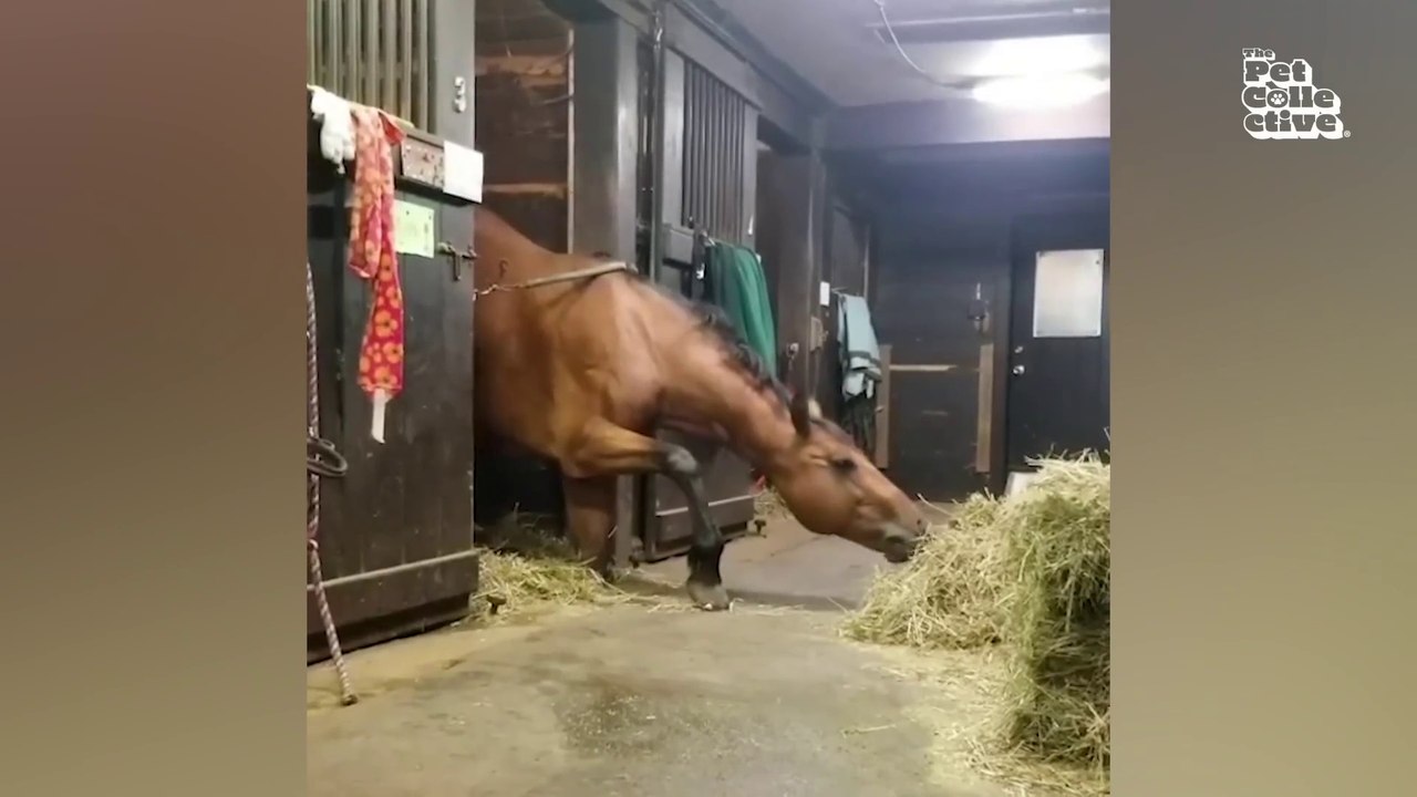 Funniest Farm Animals