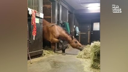 Funniest Farm Animals