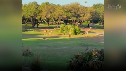 Baby Giraffe Born at Disney's Animal Kingdom for the First Time in Years — See the Adorable Photos