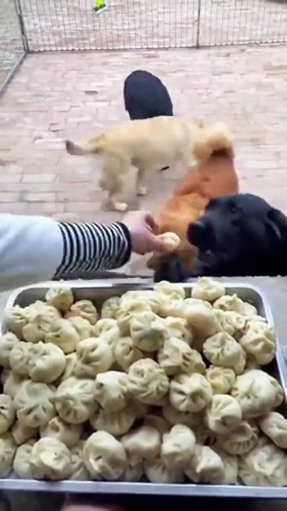 L'heure du repas pour ces chiens... trop mignon