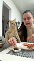 Saleemoffical presentation - me too is waiting to eat #cat