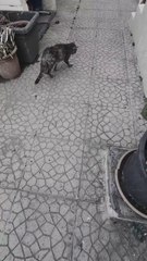 The cat is spinning in place. What does that mean?