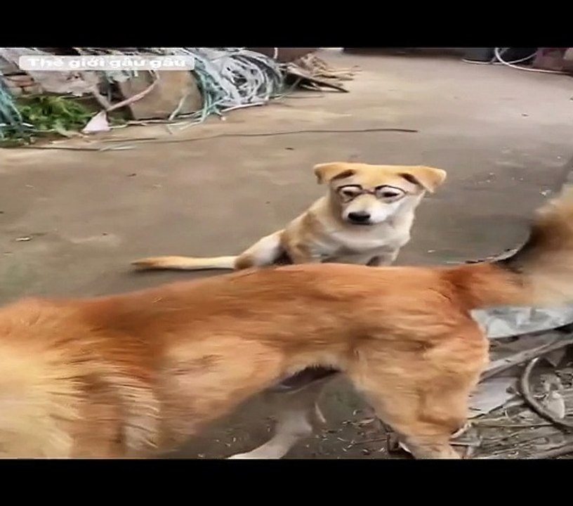 The World of Playful Pups - Episode 45